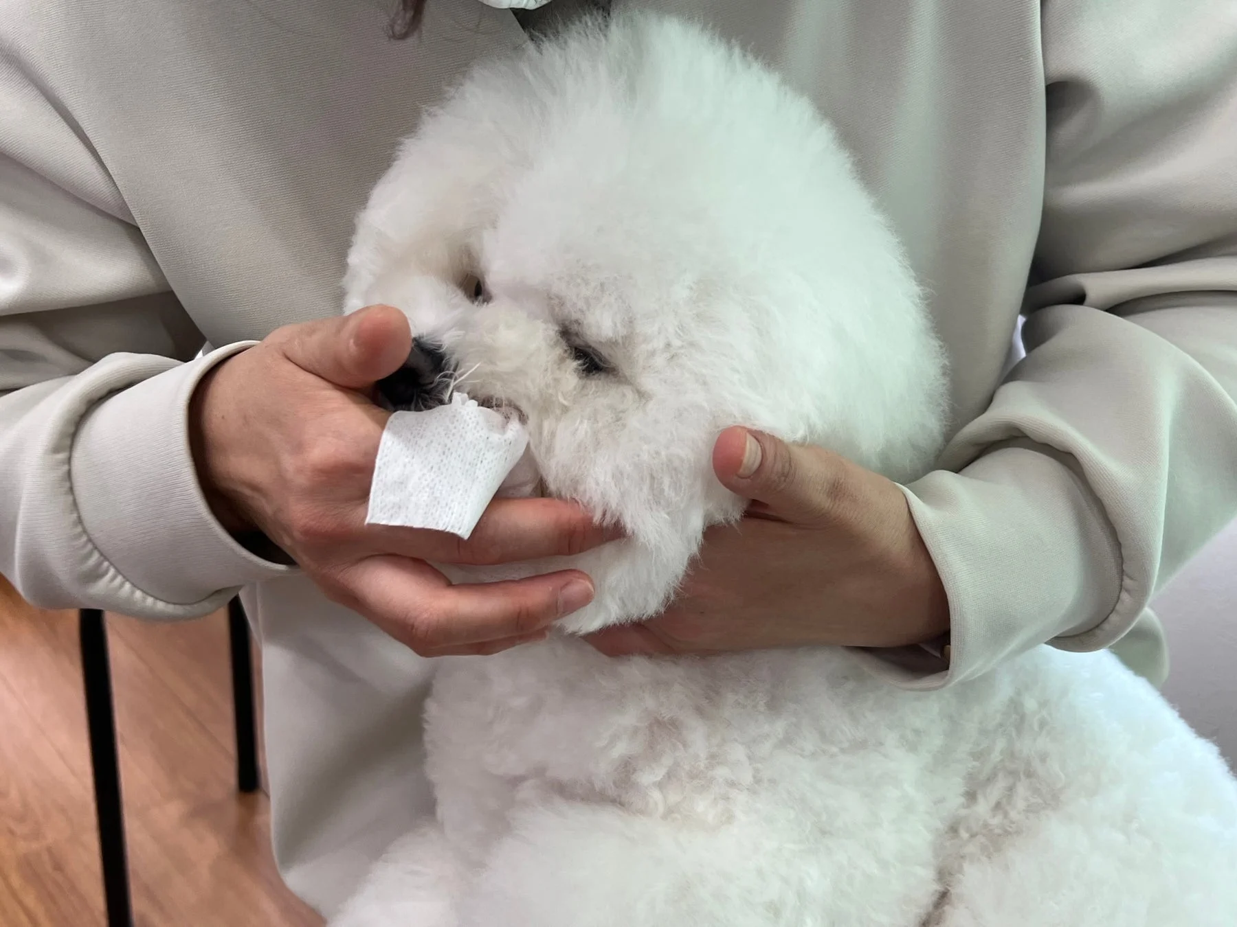 犬の歯みがき実践