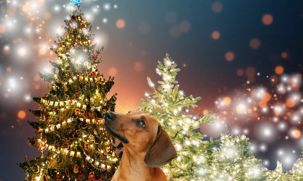 クリスマスツリーを背景に見上げるダックスフンド