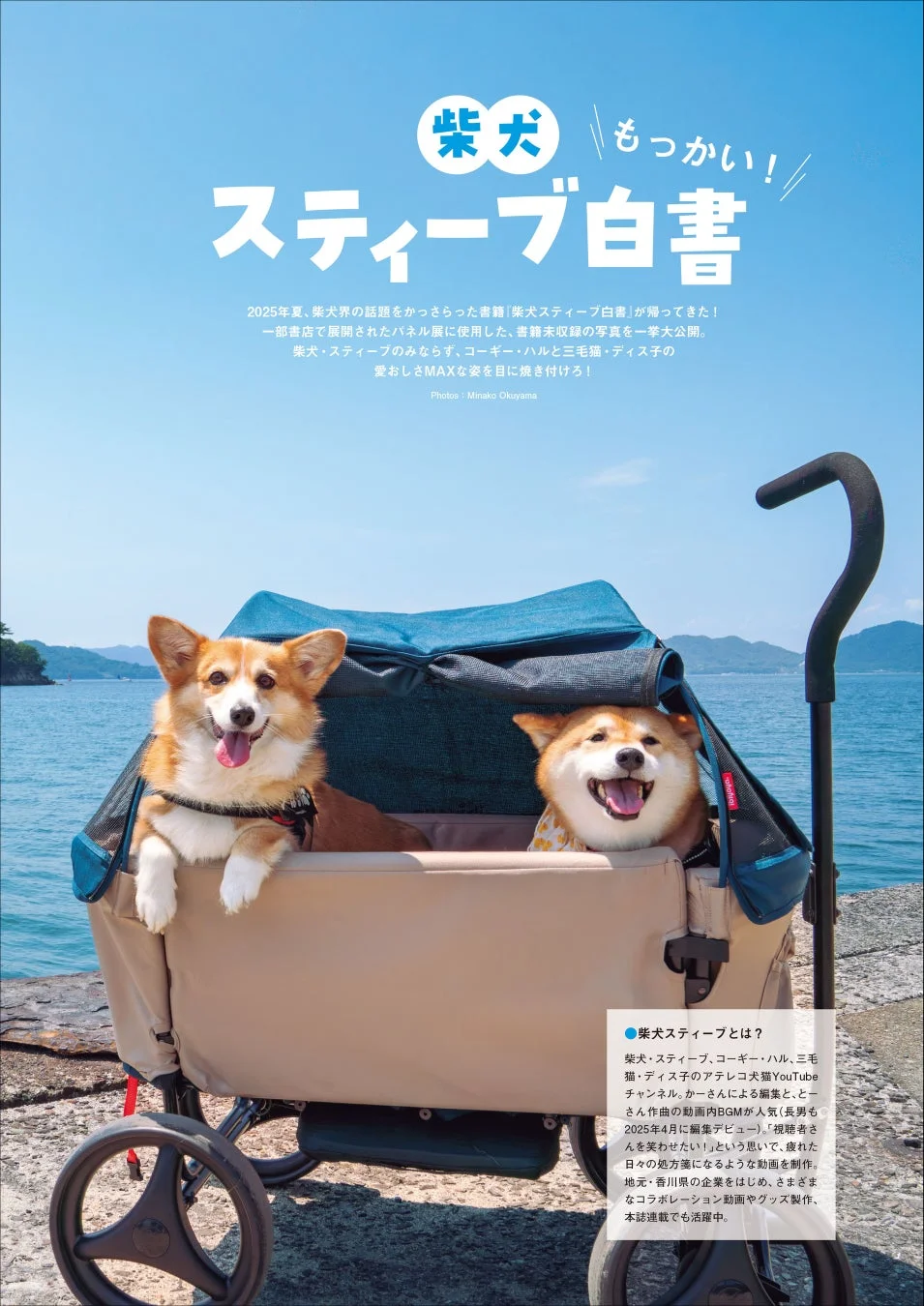 柴犬スティーブ白書