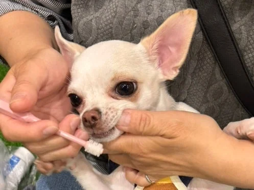 チワワの歯みがき