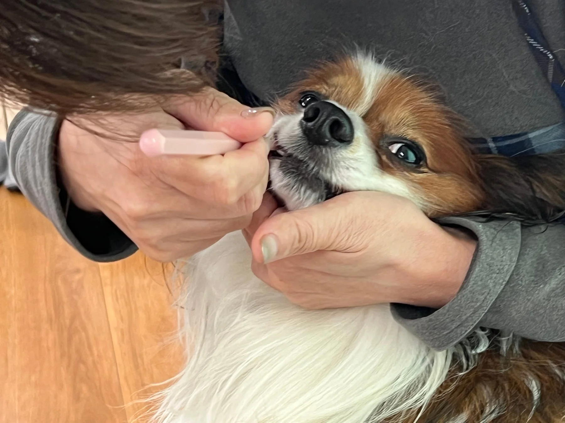 小型犬の歯みがき