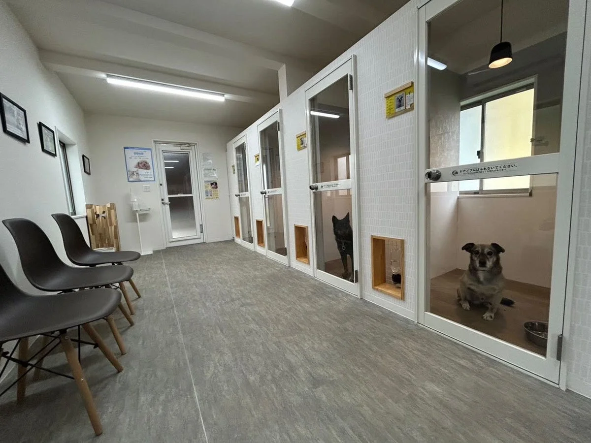 保護犬猫の様子