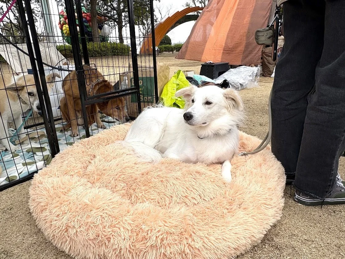 譲渡会での様子