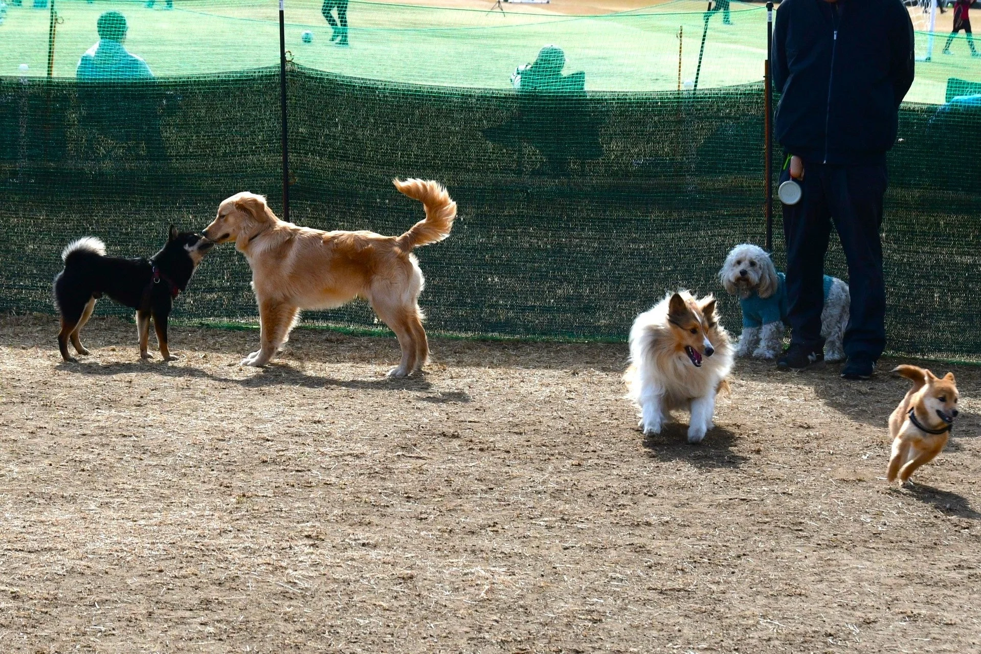 複数の犬たちがドッグランで自由に遊ぶ様子