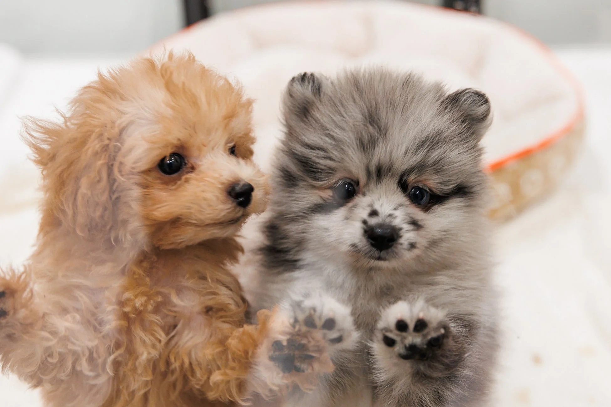 こちらを見つめる子犬