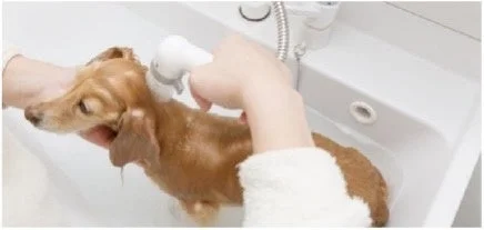 シンクでシャンプーされる犬