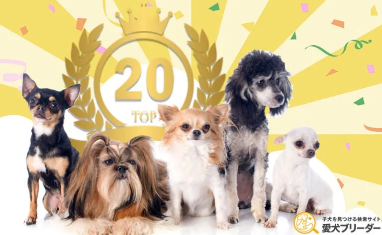 小型犬人気ランキング