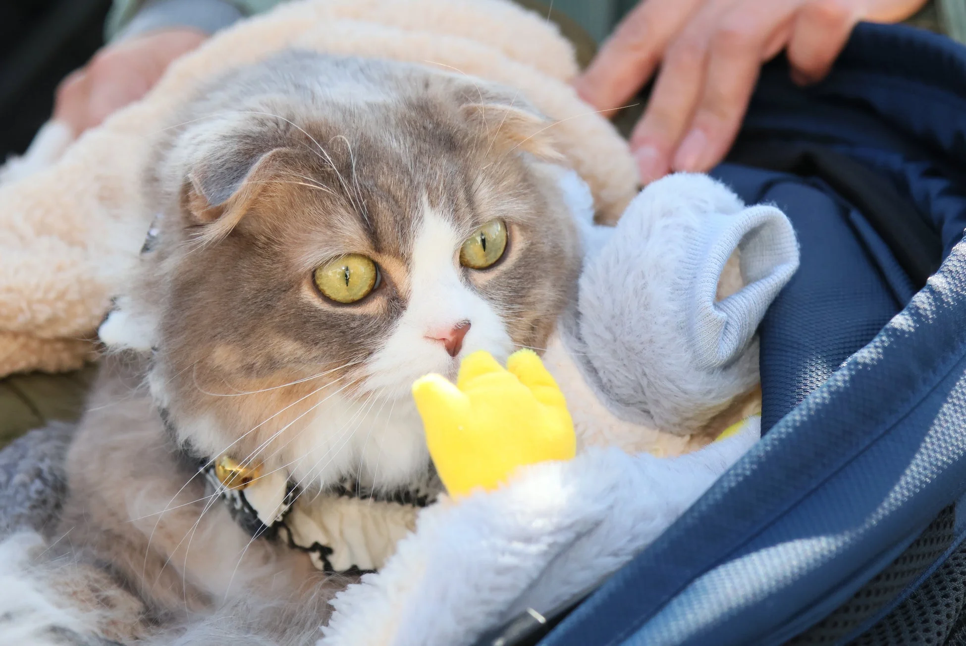 キャリーバッグの猫