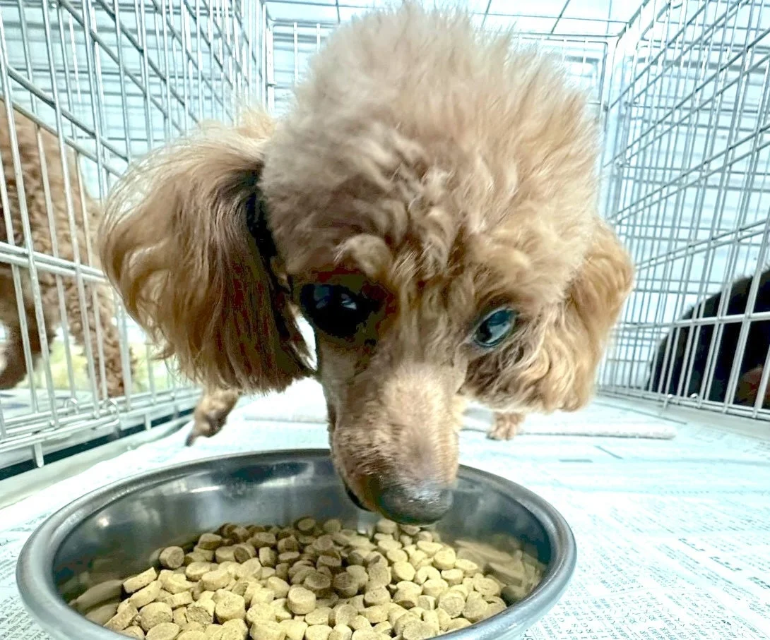 ケージの中で食事をする犬
