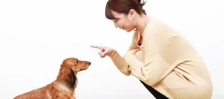 女性が犬に指をさして何かを指示している様子。犬は女性の指を見つめている。