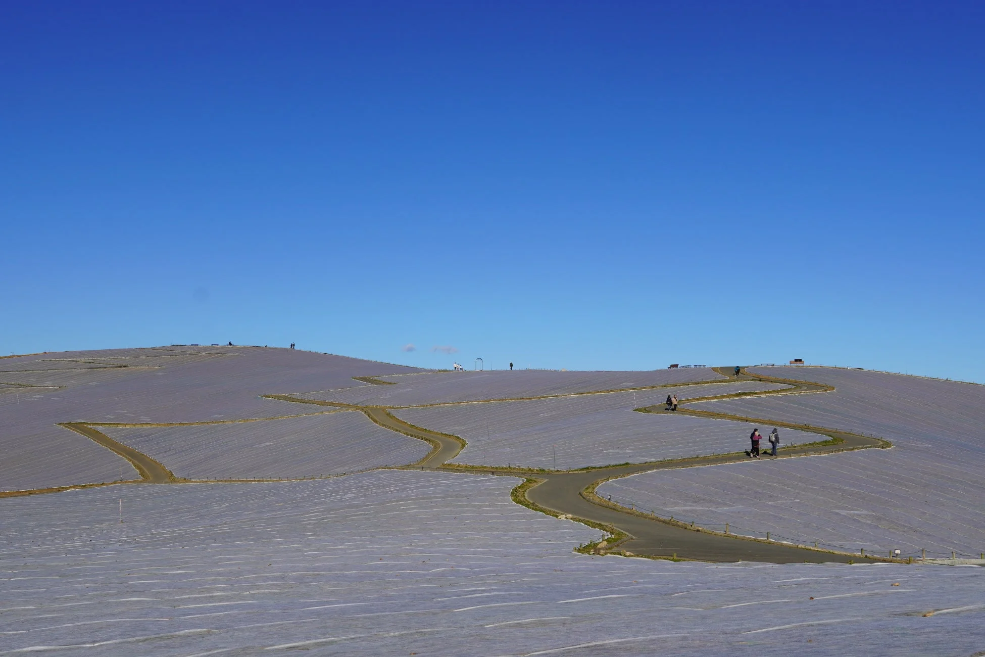 広大な丘陵地に広がる農業用シートの風景