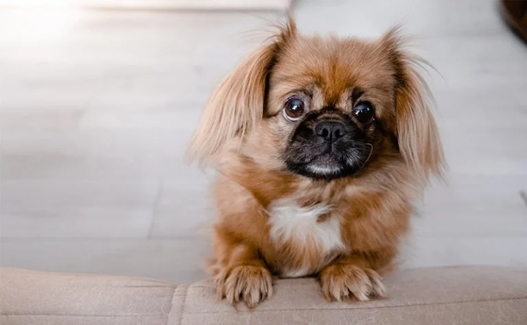 頭の悪い犬種ランキング