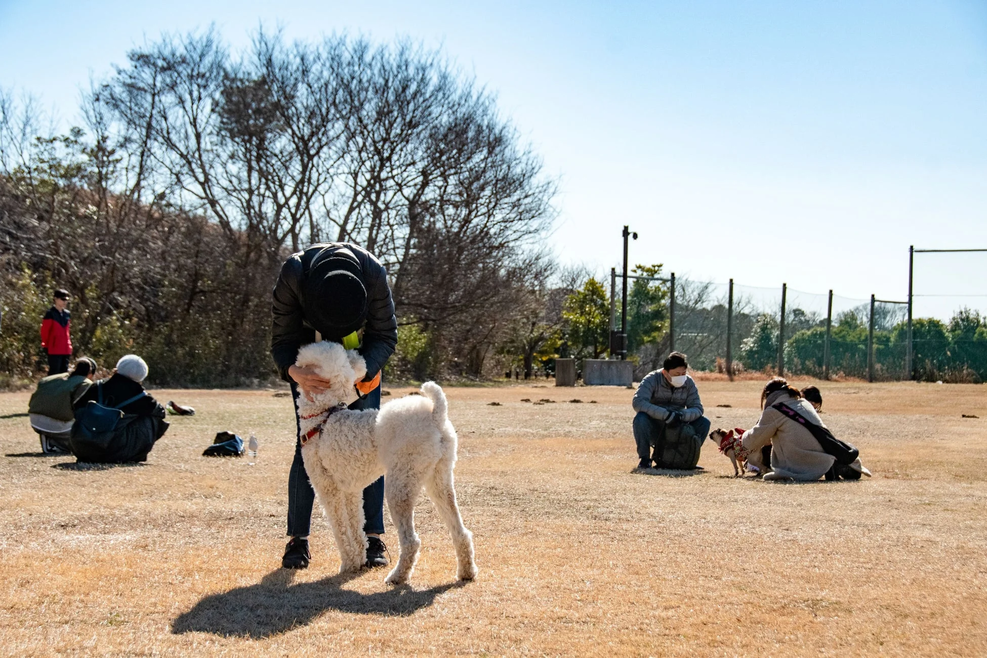 公園の広場で犬と触れ合う人々