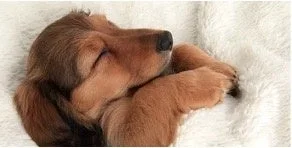 白いふわふわの毛布の上で丸まって気持ちよさそうに眠っている茶色い子犬