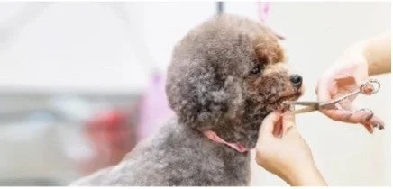 トリマーが犬の顔周りの毛をハサミで丁寧にカットしている様子です。ふわふわの毛並みの犬が、プロの技術で美しく整えられています。