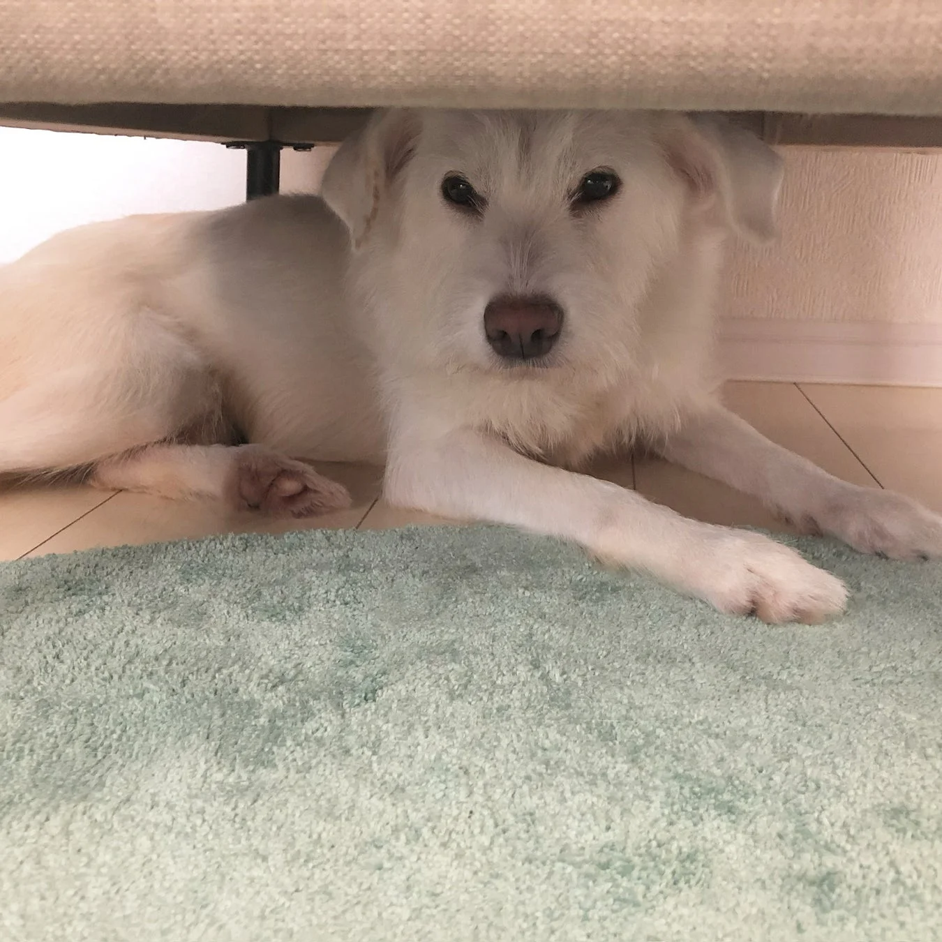 白い毛並みの犬がソファの下に横たわり、カメラをじっと見つめている様子です。床には水色のカーペットが敷かれており、犬は可愛らしい表情をしています。