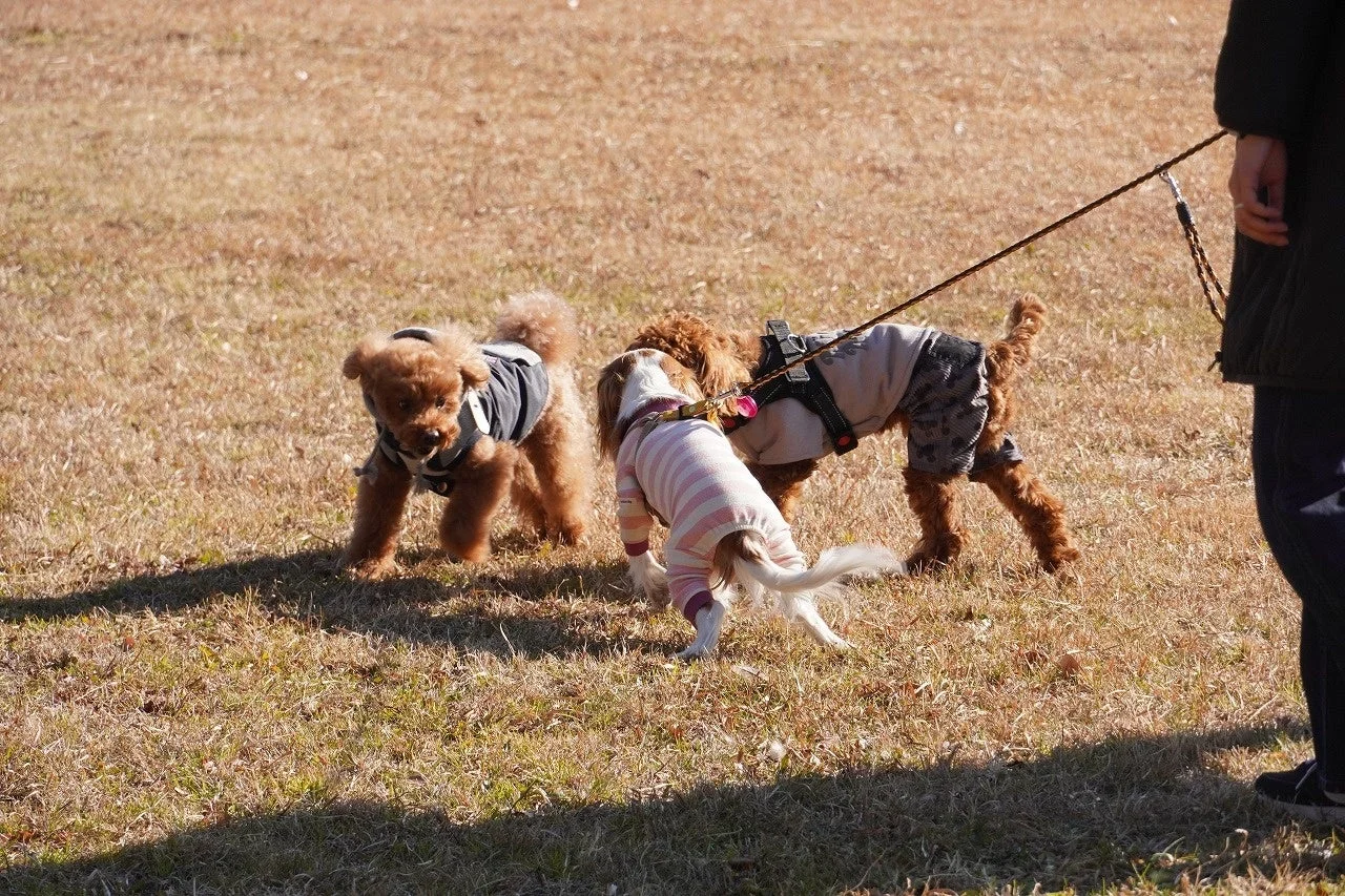 服を着た小型犬たちがドッグランで交流する様子