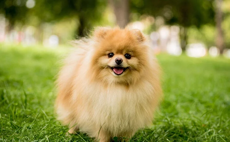 ポメラニアン