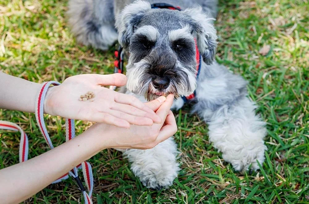 ミニチュアシュナウザーがおやつを食べる