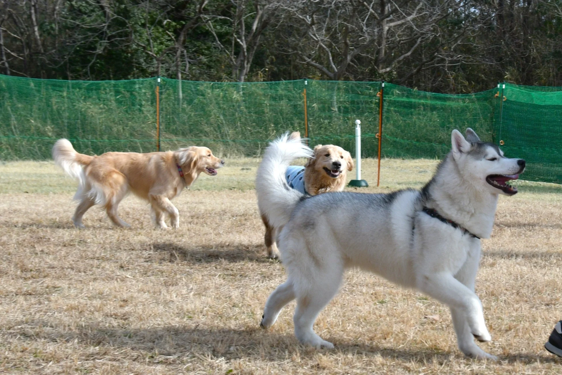 ドッグランで遊ぶハスキーとゴールデンレトリバー