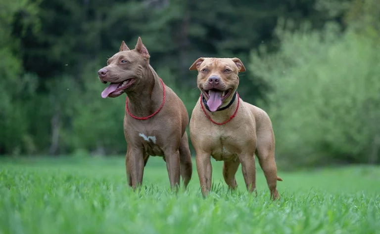 危険といわれる最強犬種