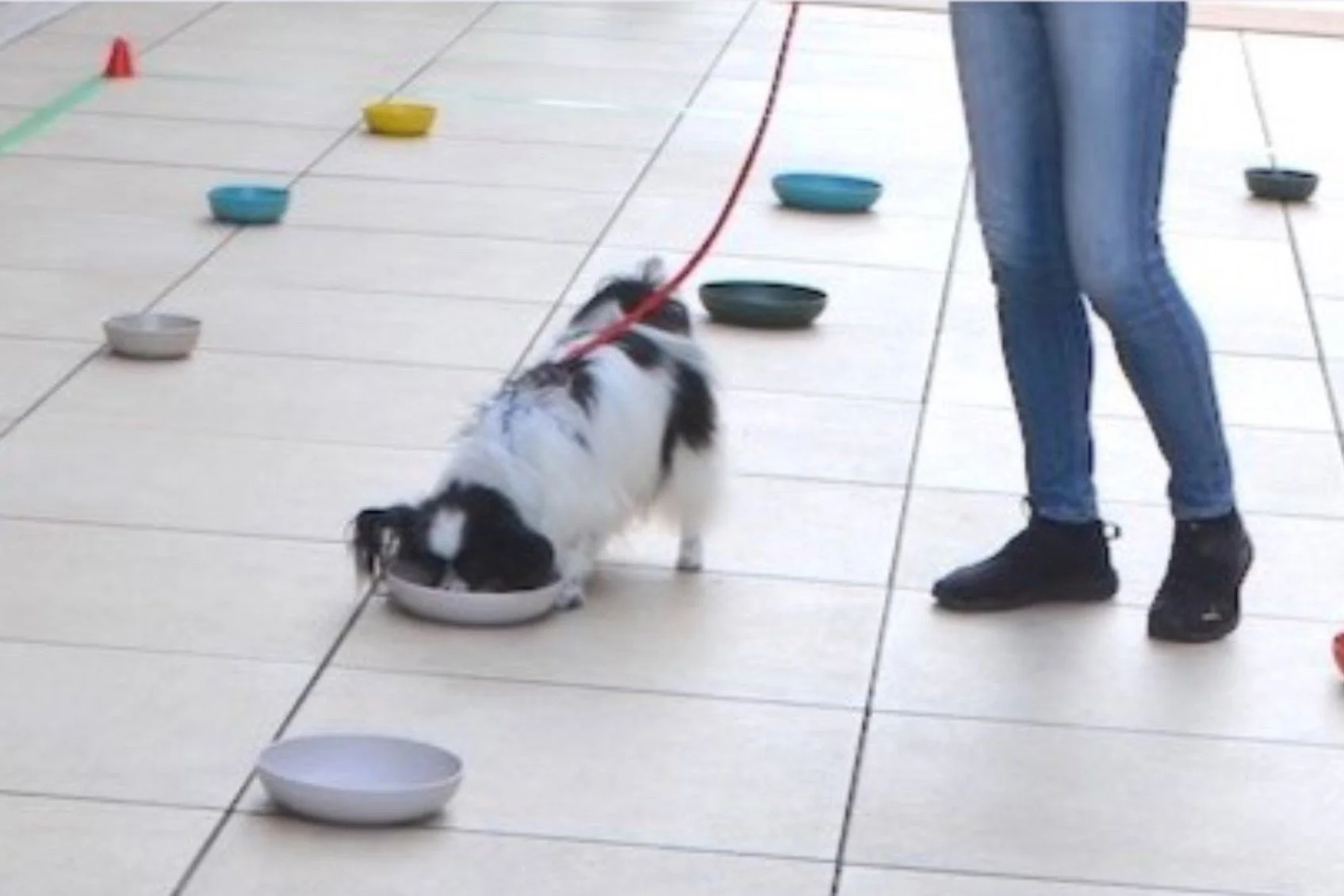 犬のトレーニング風景