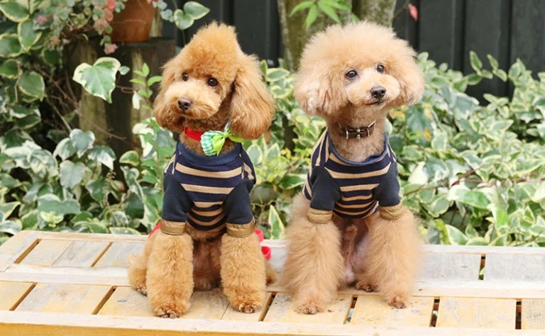 トイプードルの人気カット最新ランキング