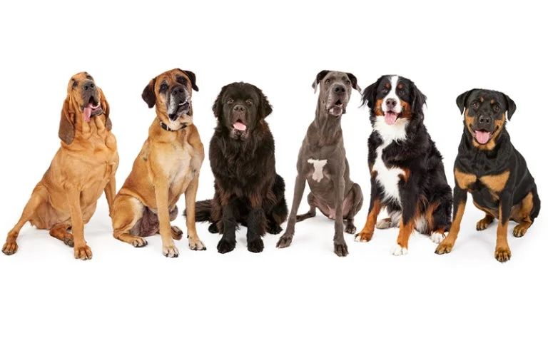 大型犬人気ランキング