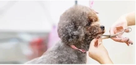 トリミング中の犬