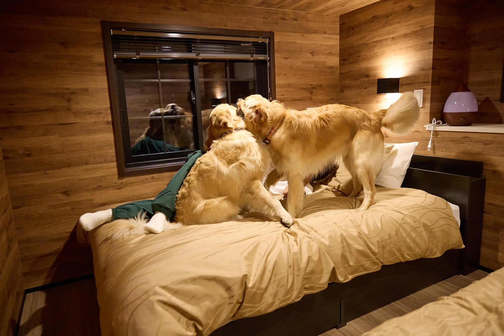 木目調の部屋のベッドで、2匹のゴールデンレトリバーがくつろいでいる