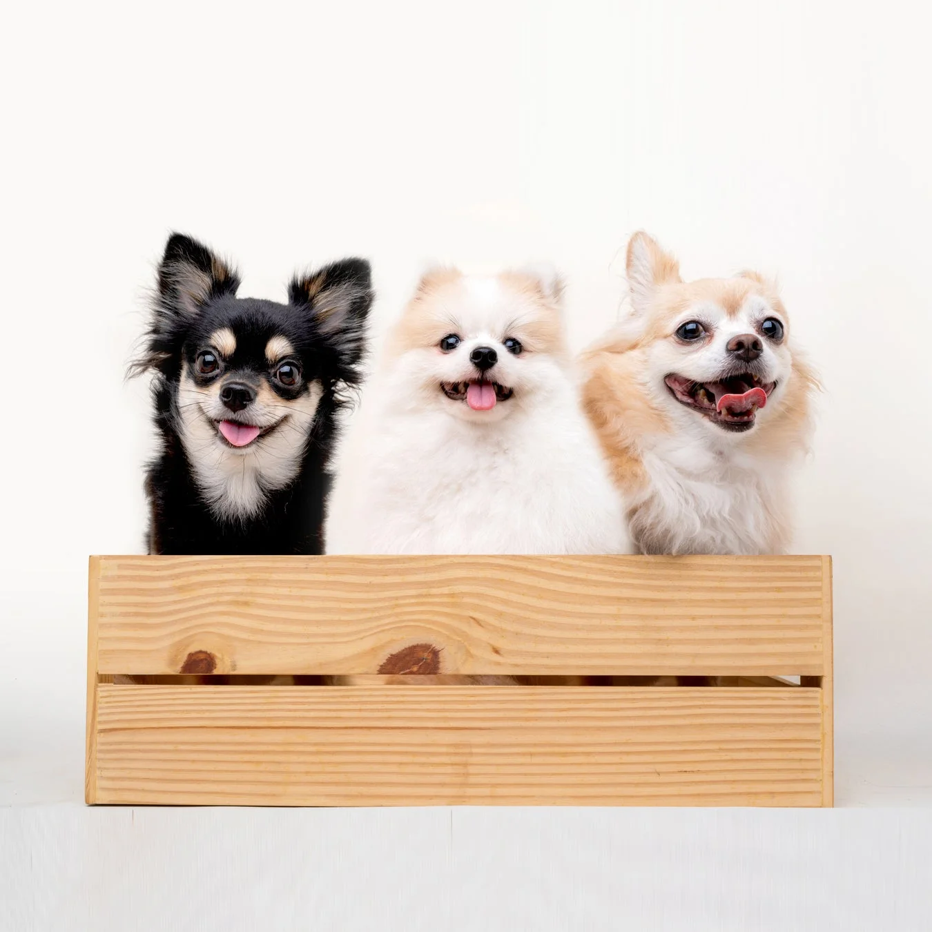 白い背景の前で、木箱から顔を出した3匹の小型犬が写っています。黒、白、クリーム色の犬たちがそれぞれ舌を出して笑顔を見せており、とても可愛らしい雰囲気です。