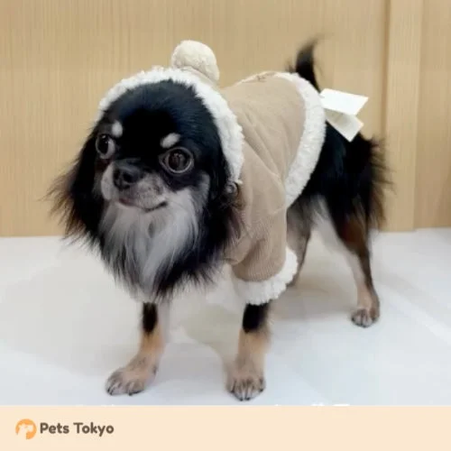 ベージュのモコモコした冬服とポンポン付きの帽子を身につけた長毛チワワ