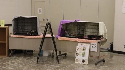室内で行われている動物の譲渡会の様子。テーブルの上に猫が入ったケージが2つ置かれ、「新しい家族募集」や「里親募集」と書かれたポスターが見える