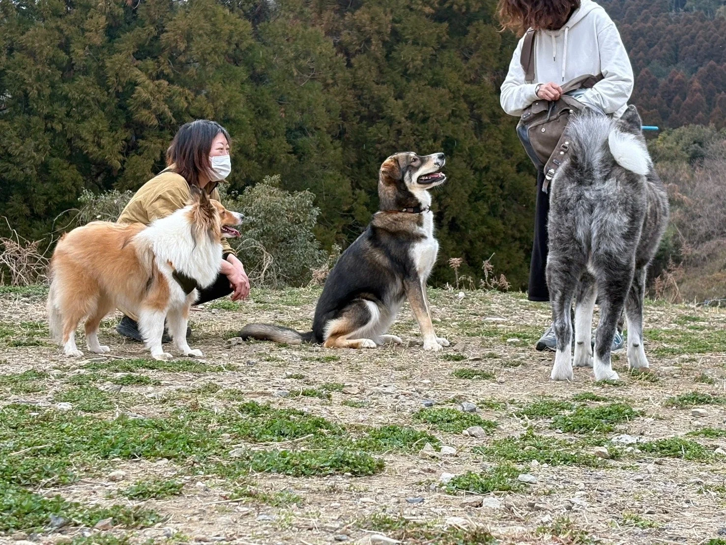 マスクをつけた女性がコリー犬の隣にしゃがみ、別の女性が他の2匹の犬と一緒に立っています。木々を背景にした屋外の草地で、犬たちの散歩中の様子です。
