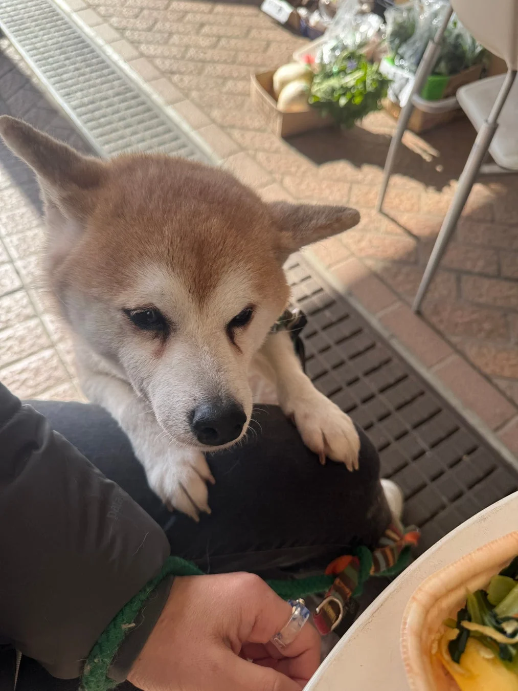 屋外で飼い主の膝の上に前足を置いて座っている柴犬のクローズアップ。犬は愛らしい表情で何かを見つめており、背景には市場のような場所が見えます。