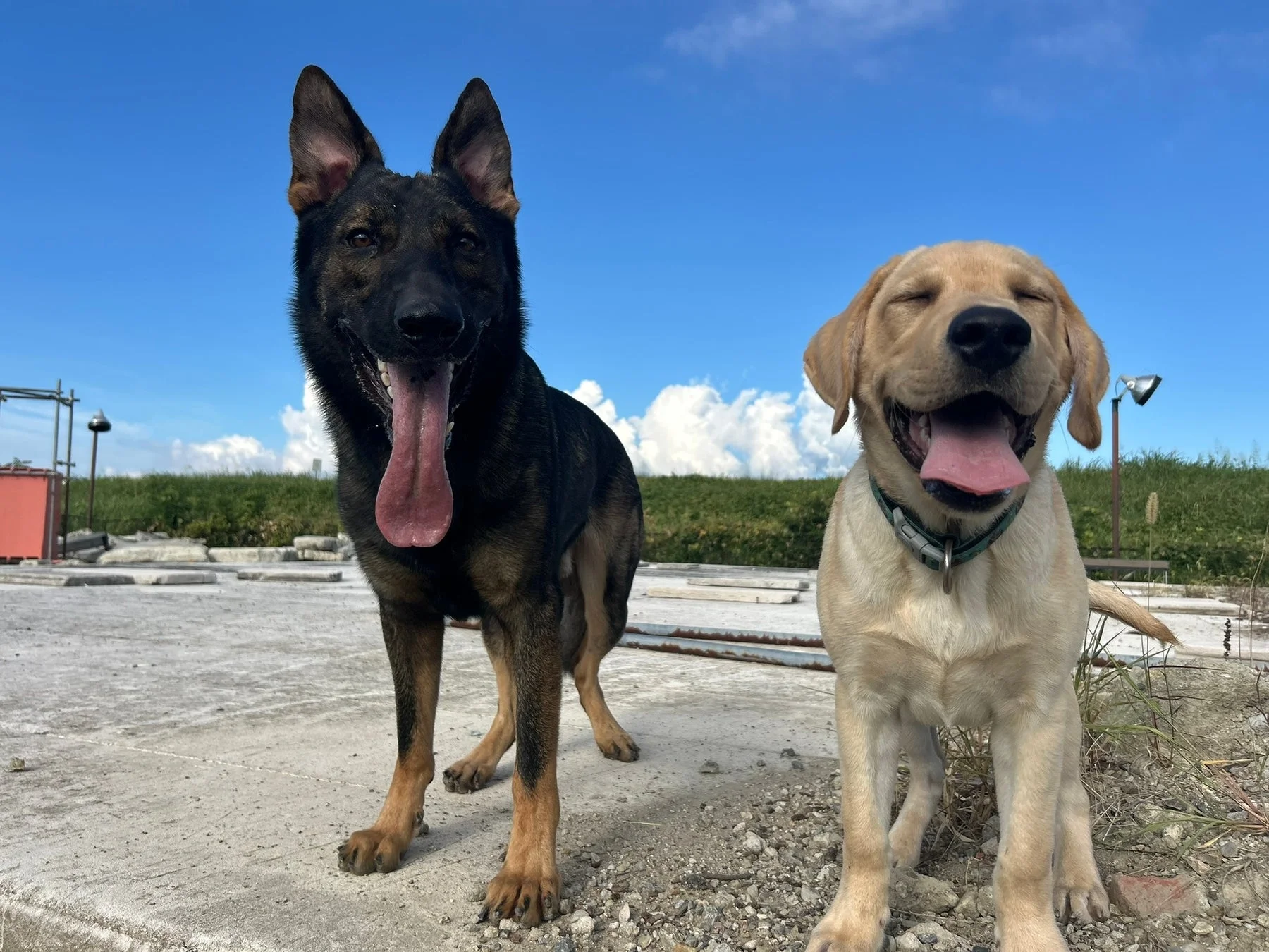 青空の下、ジャーマンシェパードとラブラドールレトリバーの子犬が並んで笑顔を見せる