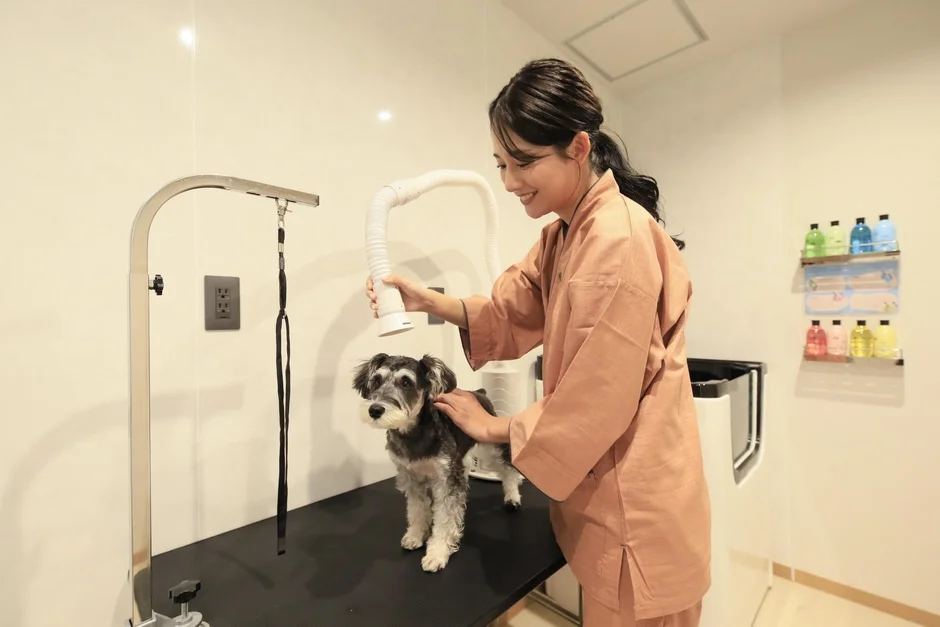 トリミング中のシュナウザー