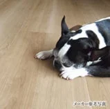 フローリングでくつろぐ犬