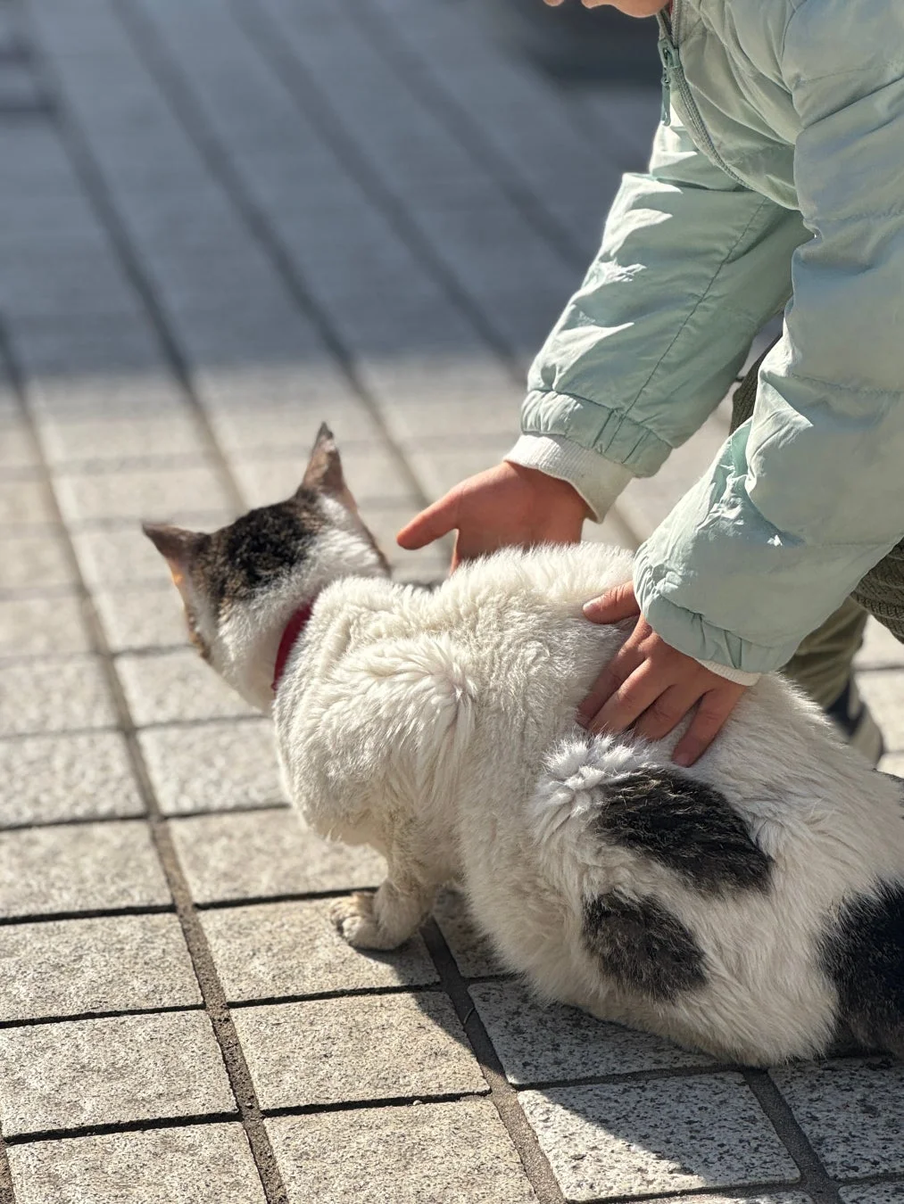 日当たりの良い屋外で、子供が白と黒のぶち猫を優しく撫でている瞬間を捉えた写真。猫と子供の温かい触れ合いが感じられる一枚です。