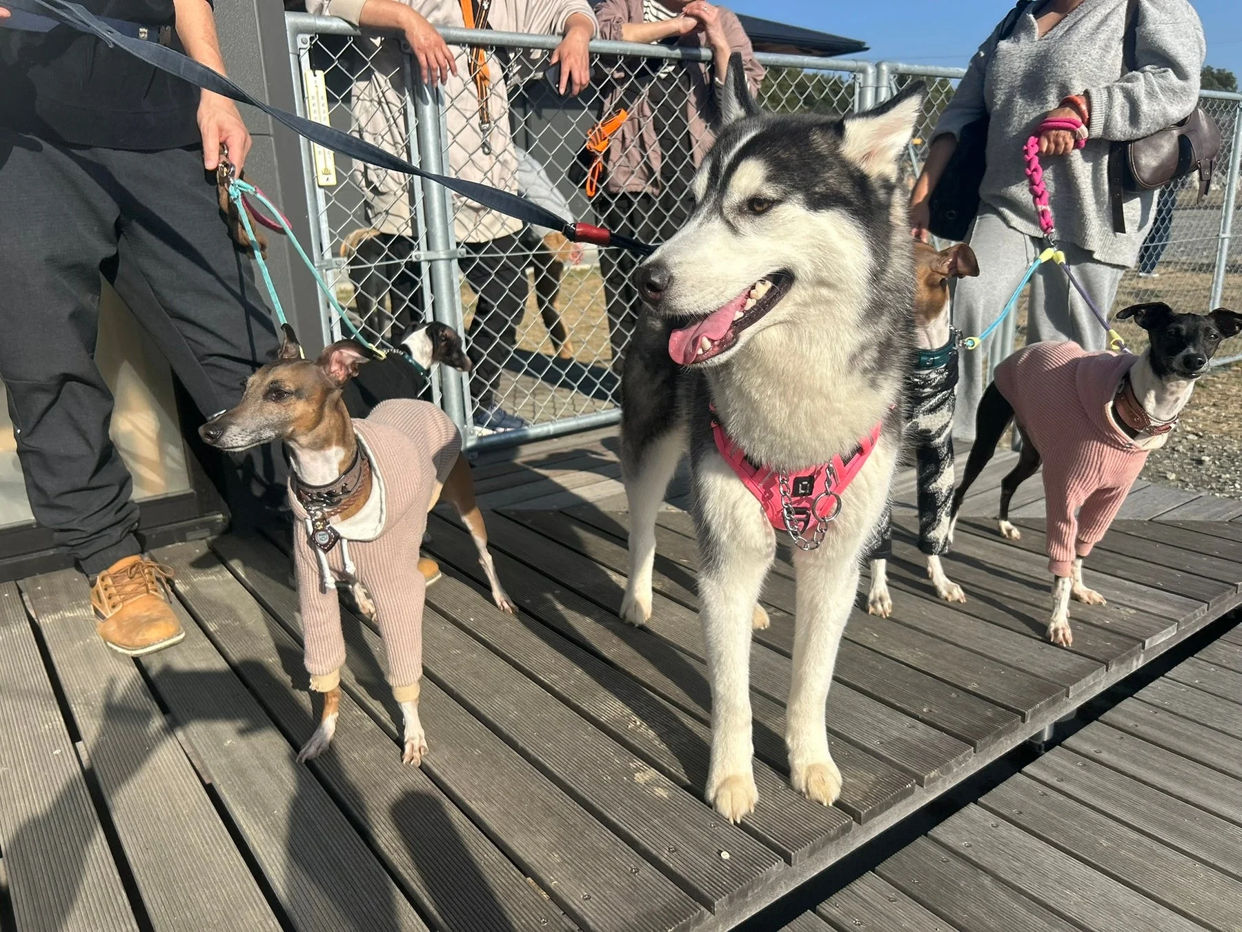 屋外の木製デッキで複数の犬と飼い主が集まる様子