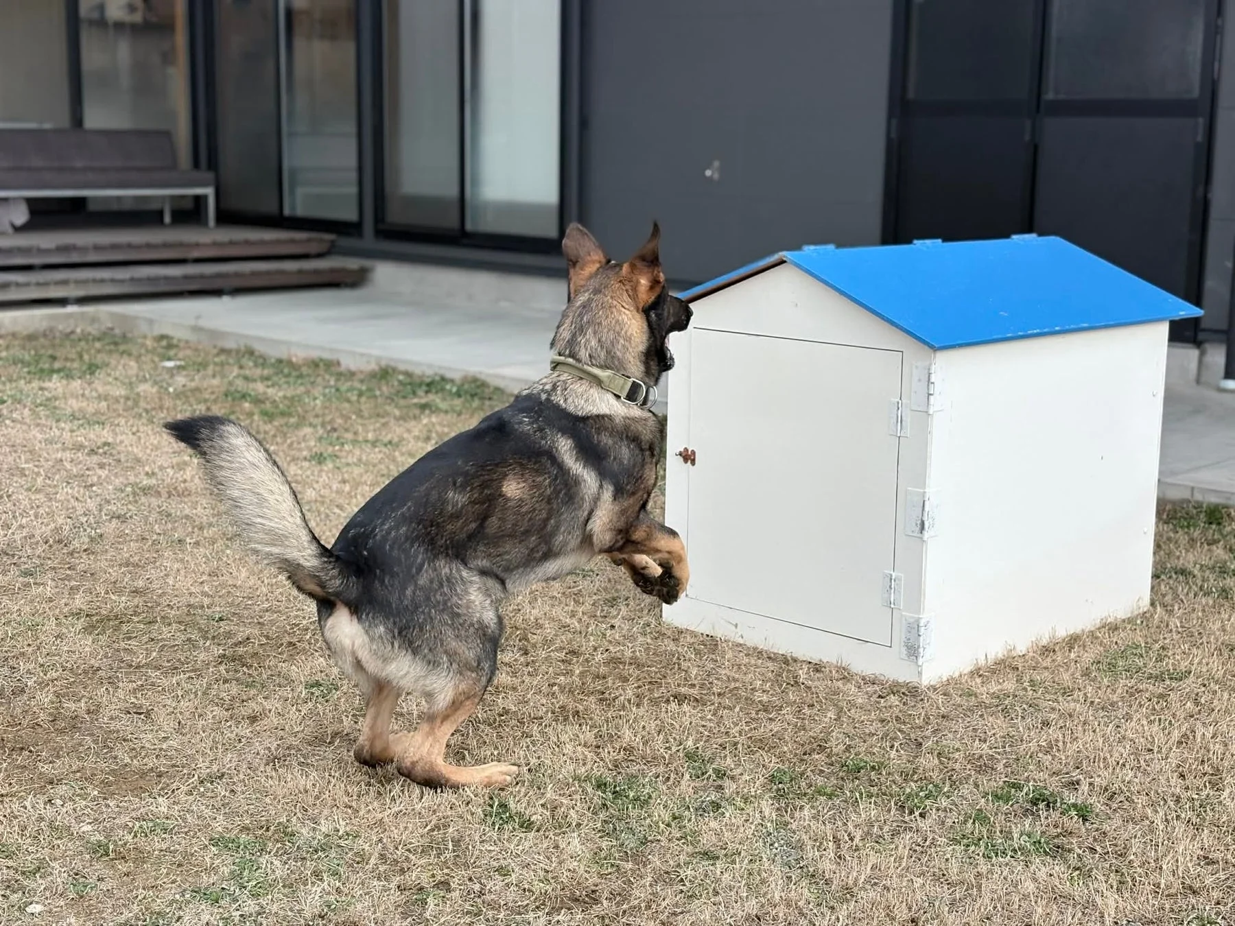 ジャーマンシェパードが青い屋根の犬小屋に向かって立ち上がる