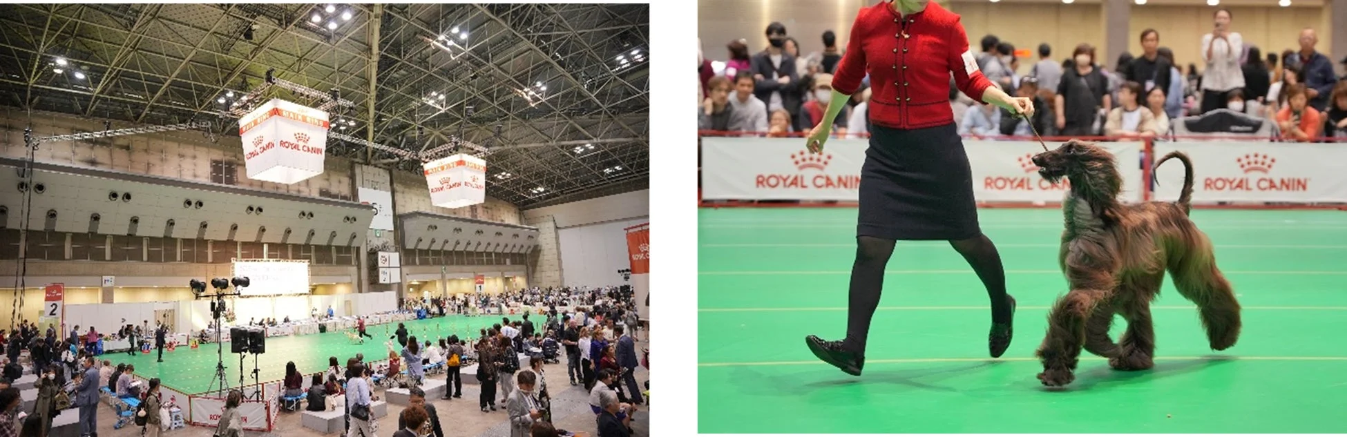ドッグショーの様子