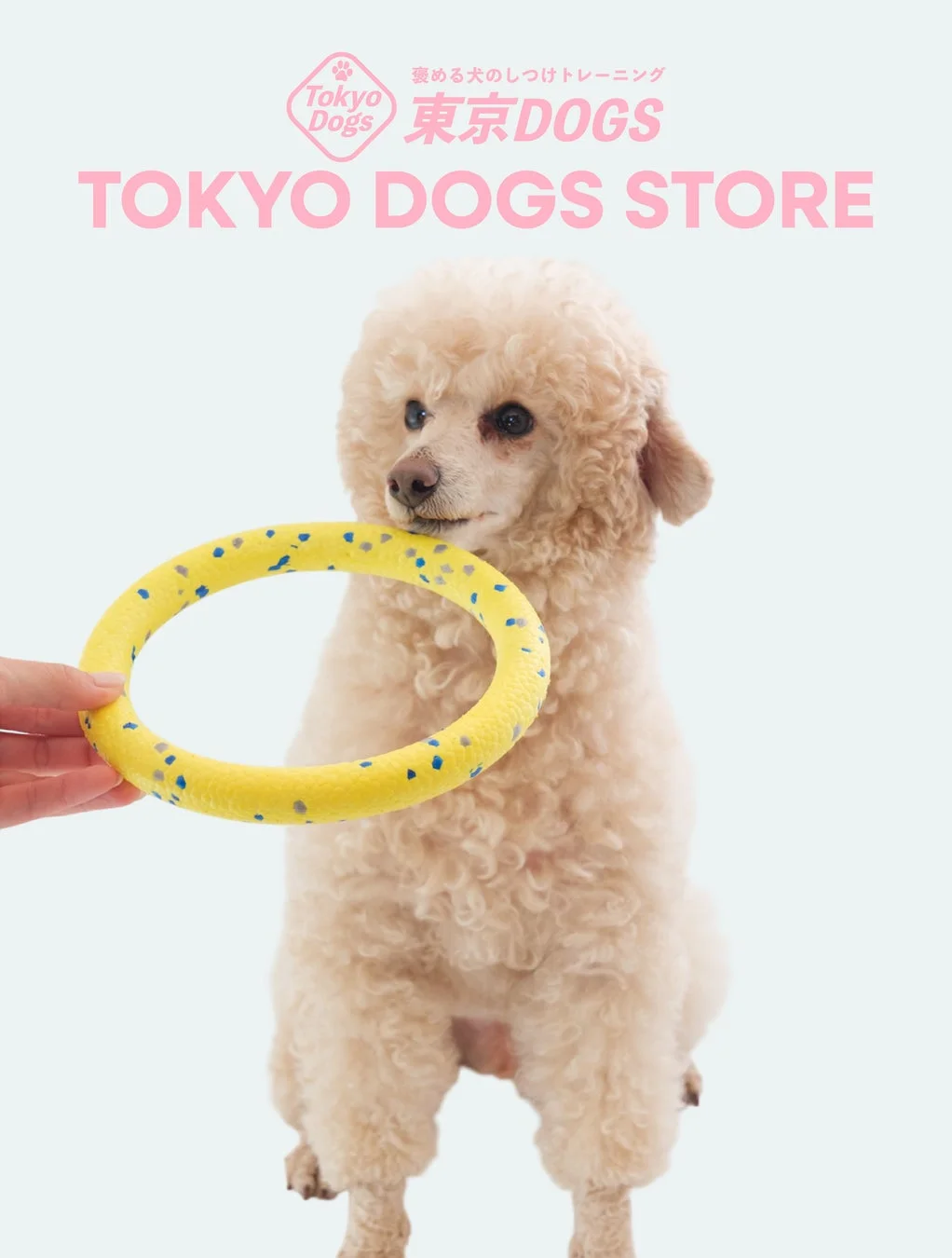 白い背景の前で、クリーム色のプードルが黄色いリングのおもちゃを見つめている画像