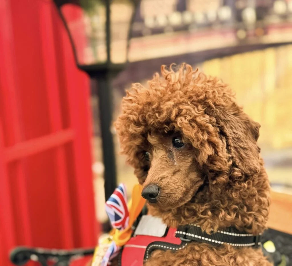 トイプードルと赤い電話ボックス