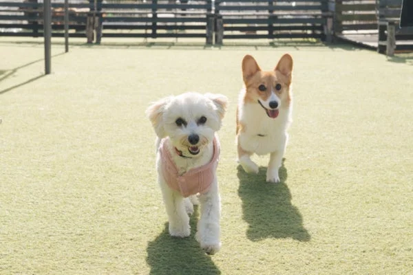 ドッグランで遊ぶ犬たち
