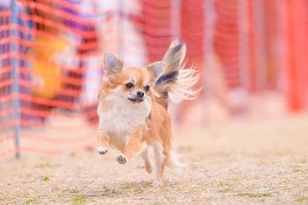 屋外で楽しそうに走り、軽やかに宙に浮いている茶色と白の毛色のチワワ