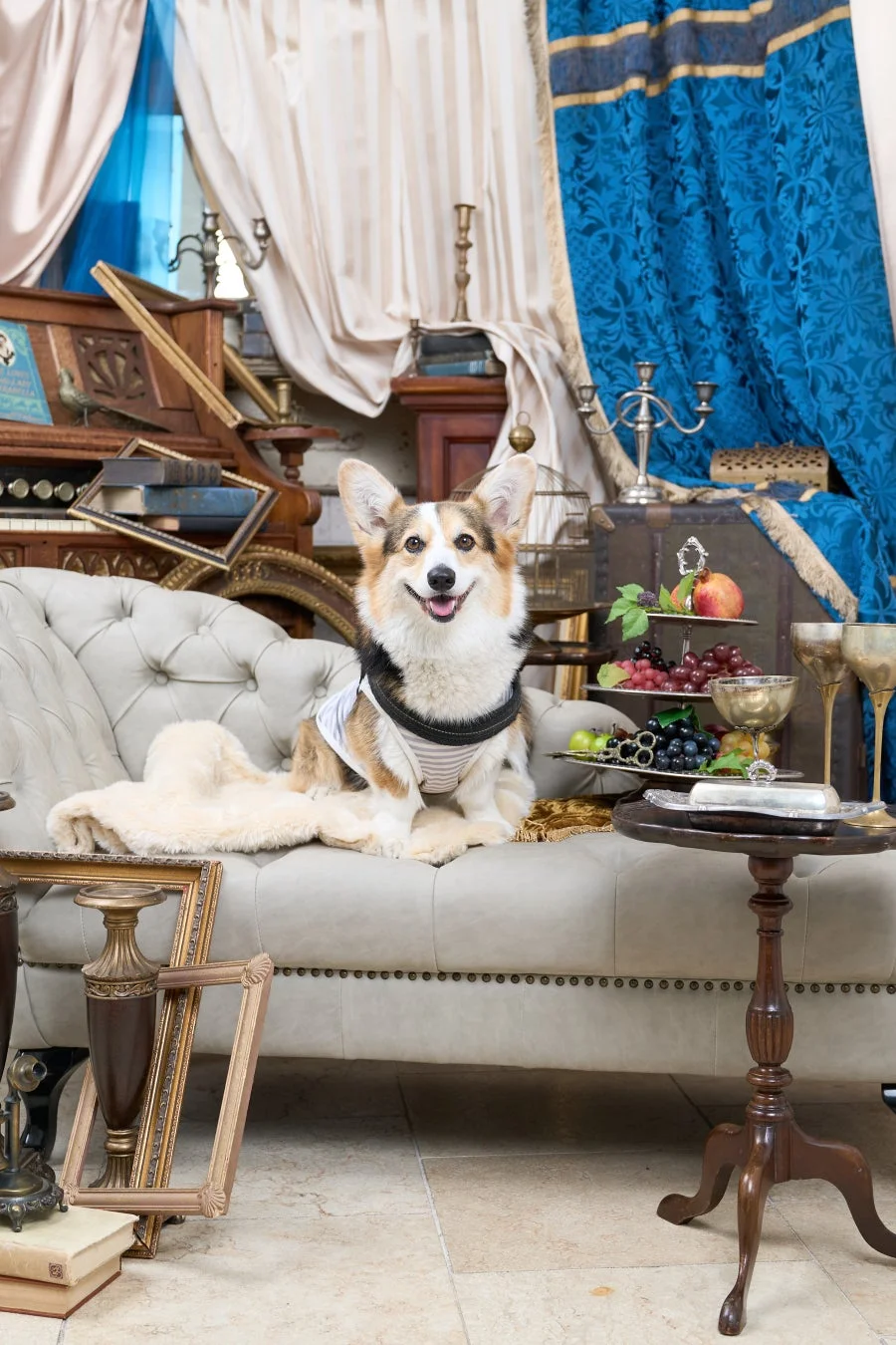 ドッグダンス体験会