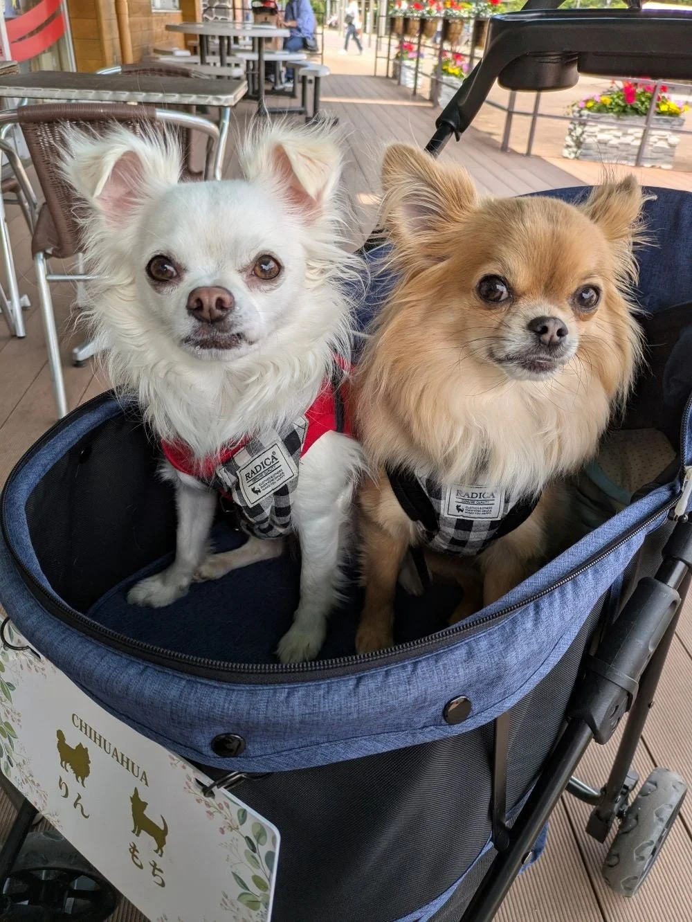 ペットカートに乗った2匹のロングコートチワワ