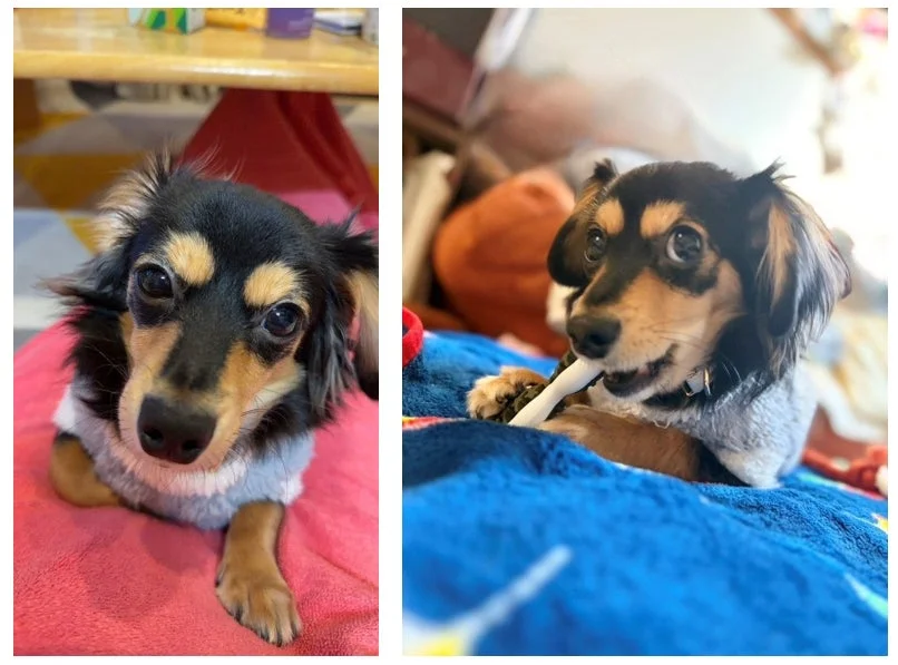 グレーのセーターを着たミニチュアダックスフンドのラムちゃん