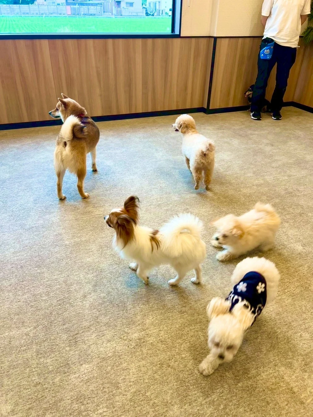 室内ドッグランのような場所で、様々な犬種が集まり、楽しそうに過ごしている様子